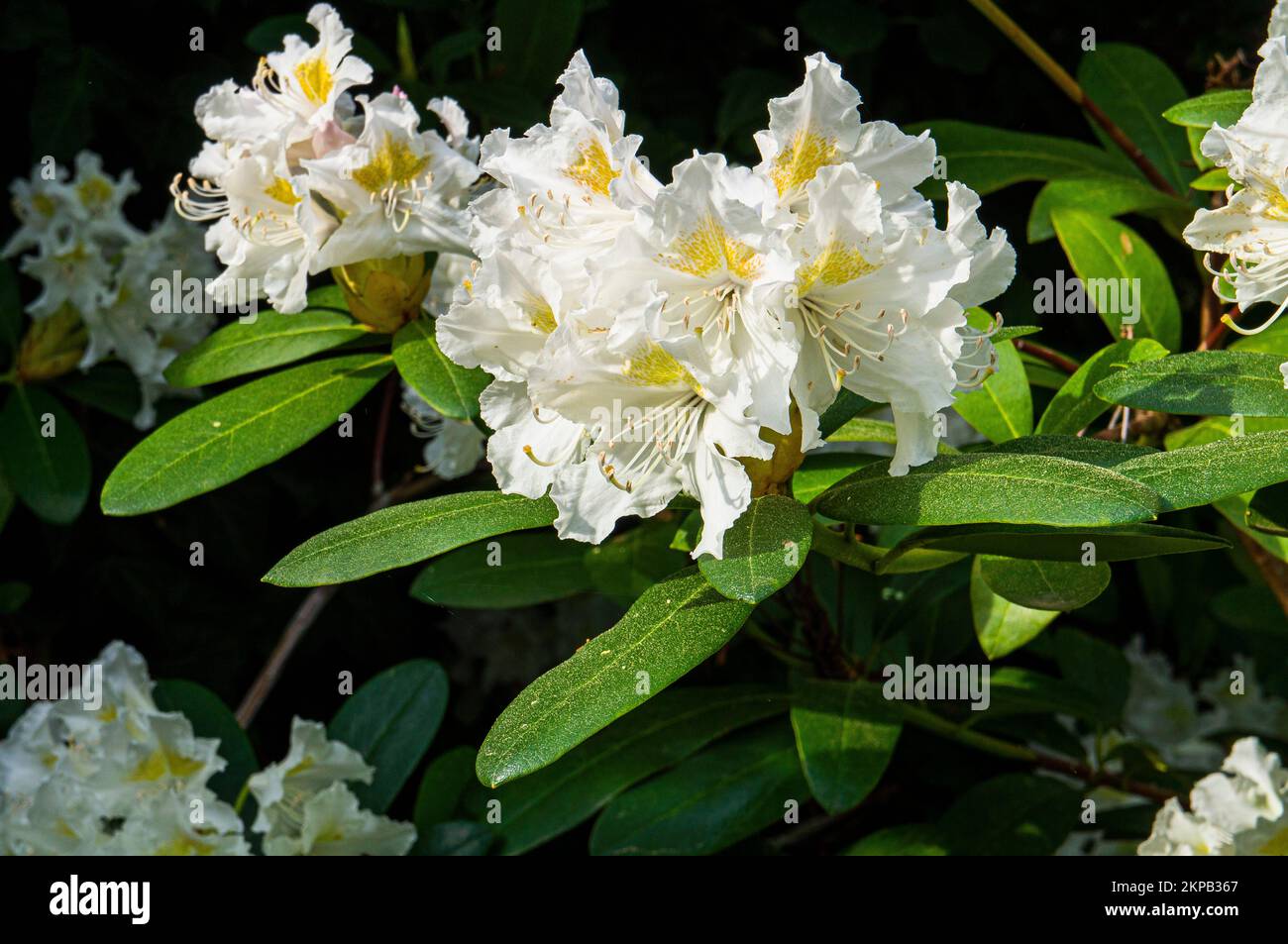 Flowering cultivar Rhododendron 'Cunningham’s White' in Pruhonice, Czech Republic, on May 11, 2022. (CTK Photo/Libor Sojka) Stock Photo