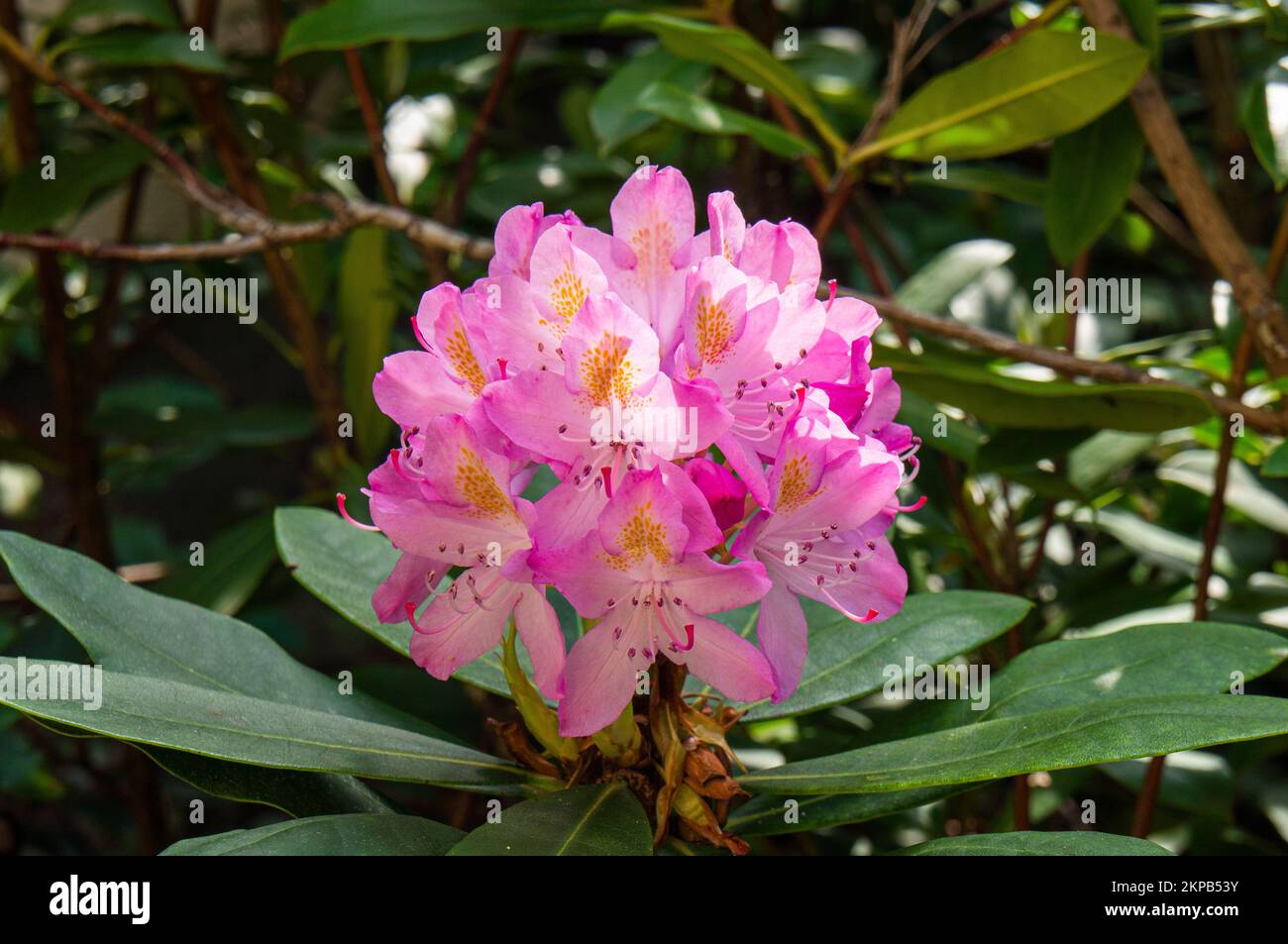 Kvetouci penisnik, kultivar Rhododendron 'Roseum Elegans', 9. cervna na zahrade v Pruhonicich u Prahy.—Flowering cultivar Rhododendron 'Roseum Elegans Stock Photo