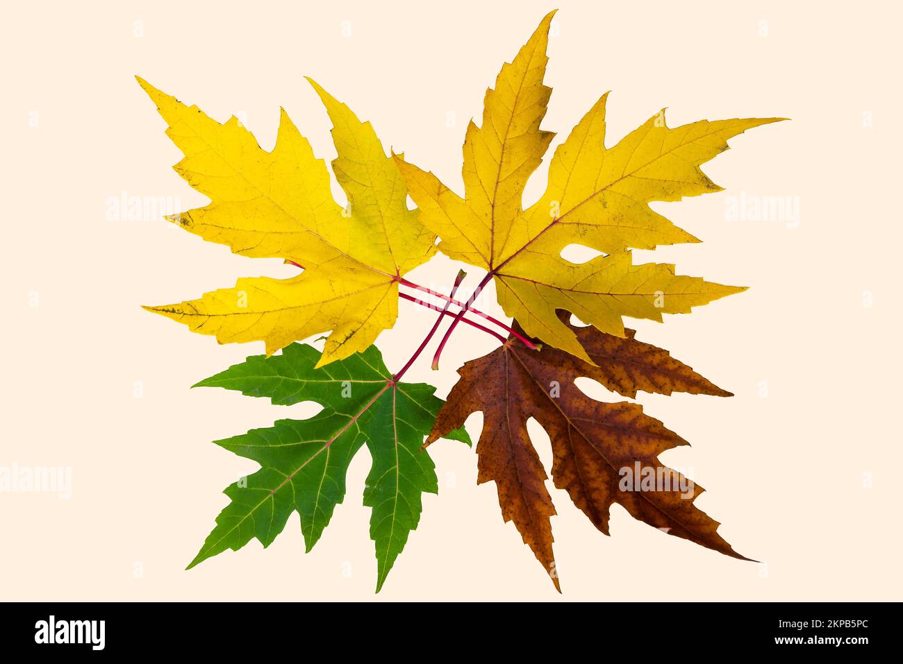 Circle of life with colored autumn leaves Stock Photo
