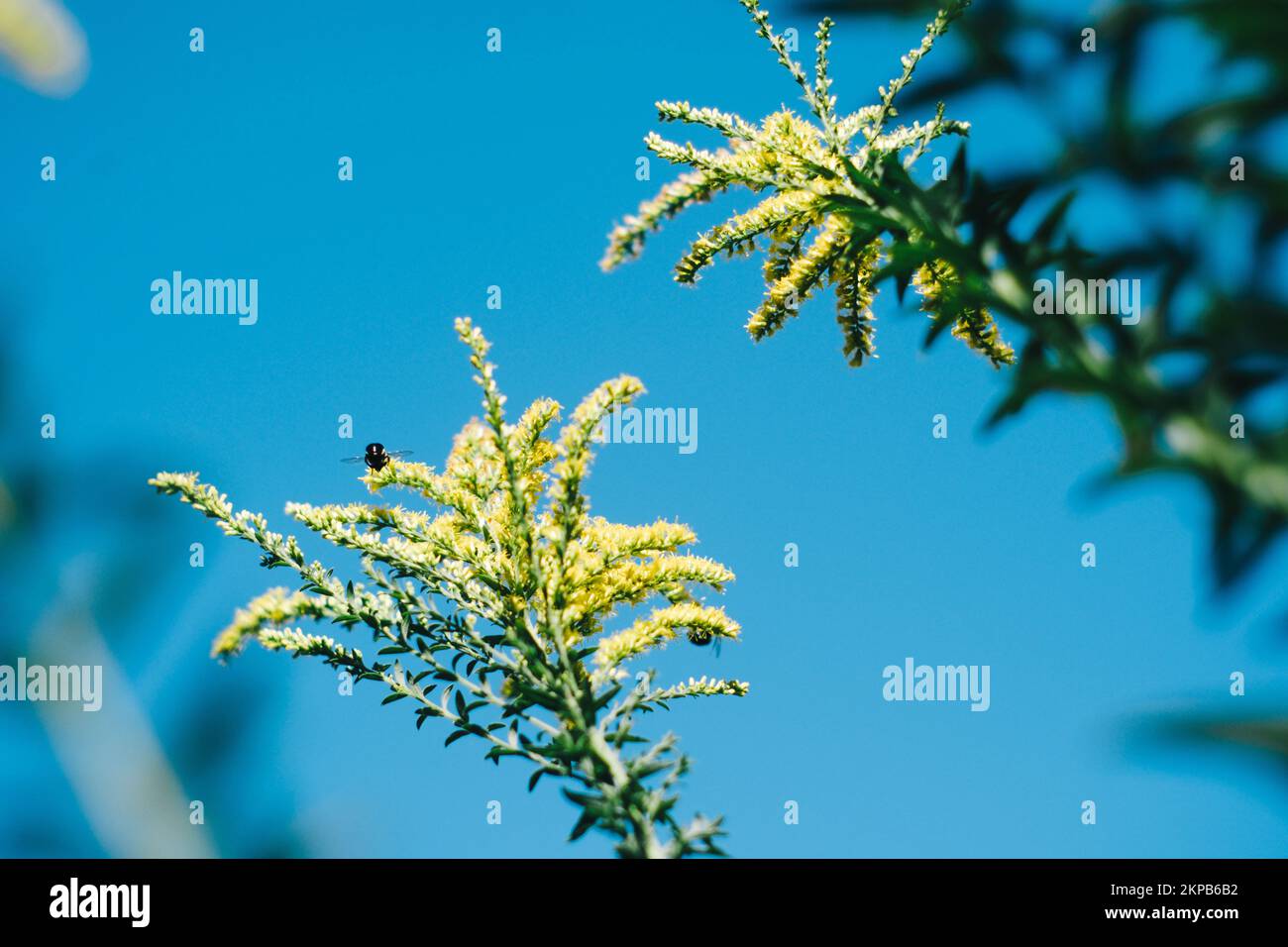 A low angle of common goldenrod isolated on a blue background of sky Stock Photo