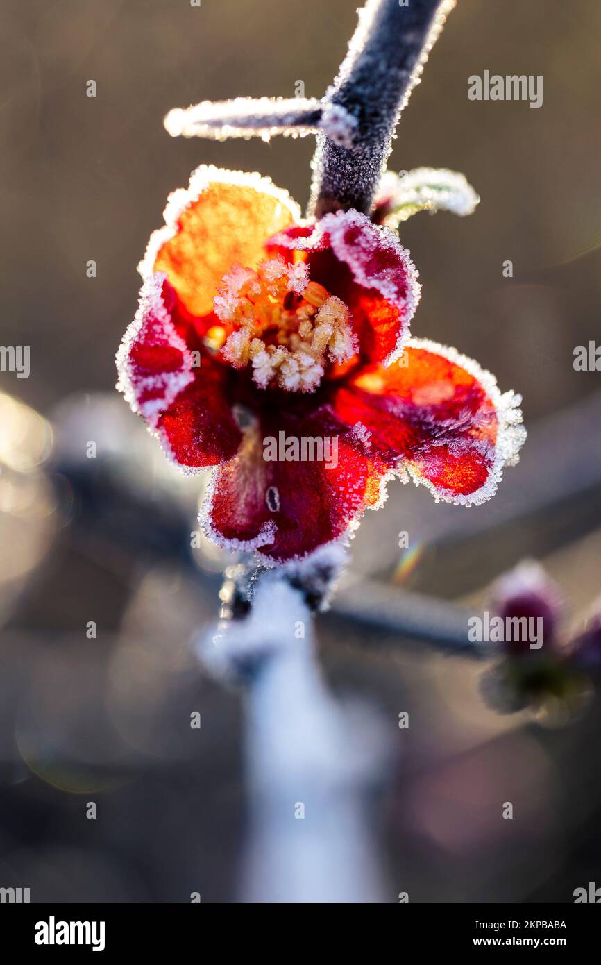 A selective focus shot of frosty yellowish-red buds on a tree - natural wallpaper Stock Photo