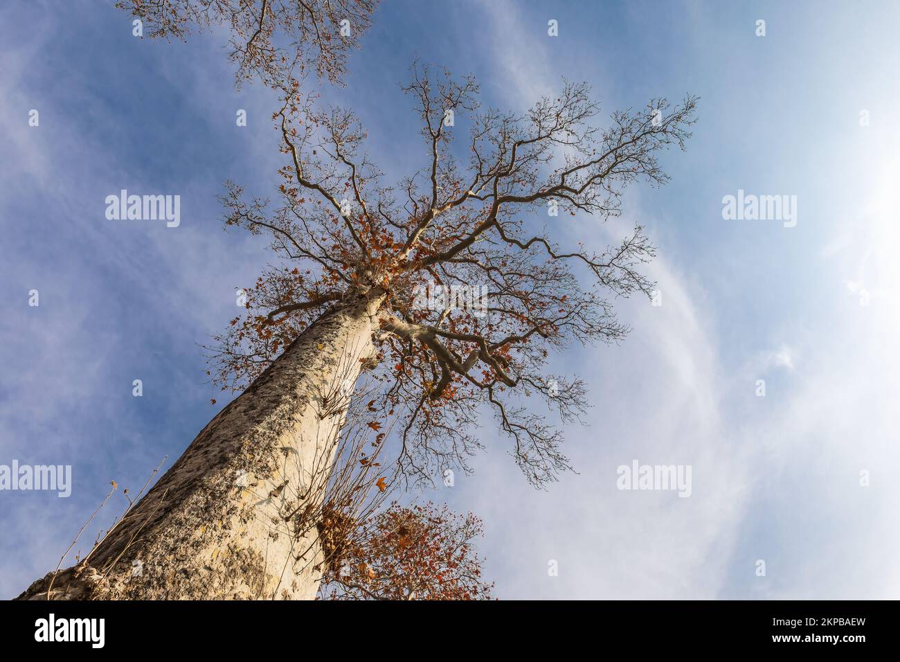 Chinar (plane tree) - a symbol of Azerbaijan Stock Photo