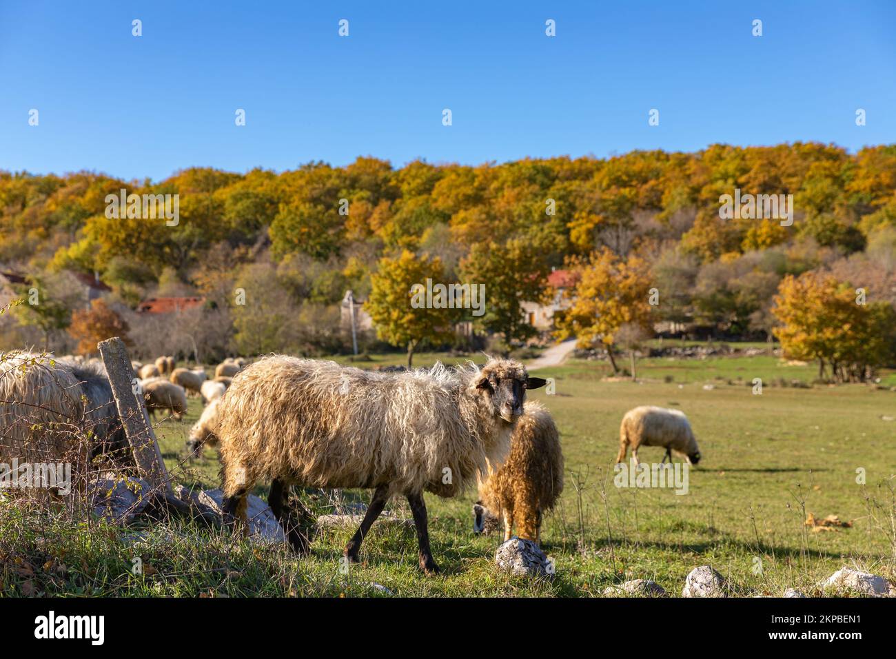 Sheep graze in the pasture. Sheep nibbling grass.Flock of sheep on the field in the farm. Croatian farm. Stock Photo