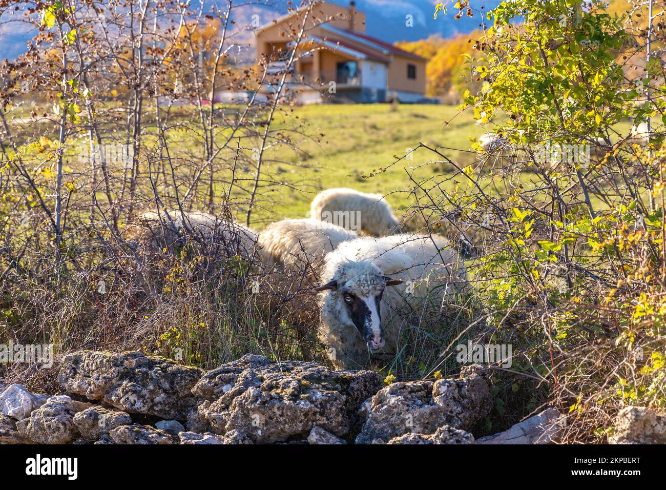 Sheep graze in the pasture. Sheep nibbling grass.Flock of sheep on the field in the farm. Croatian farm. Stock Photo