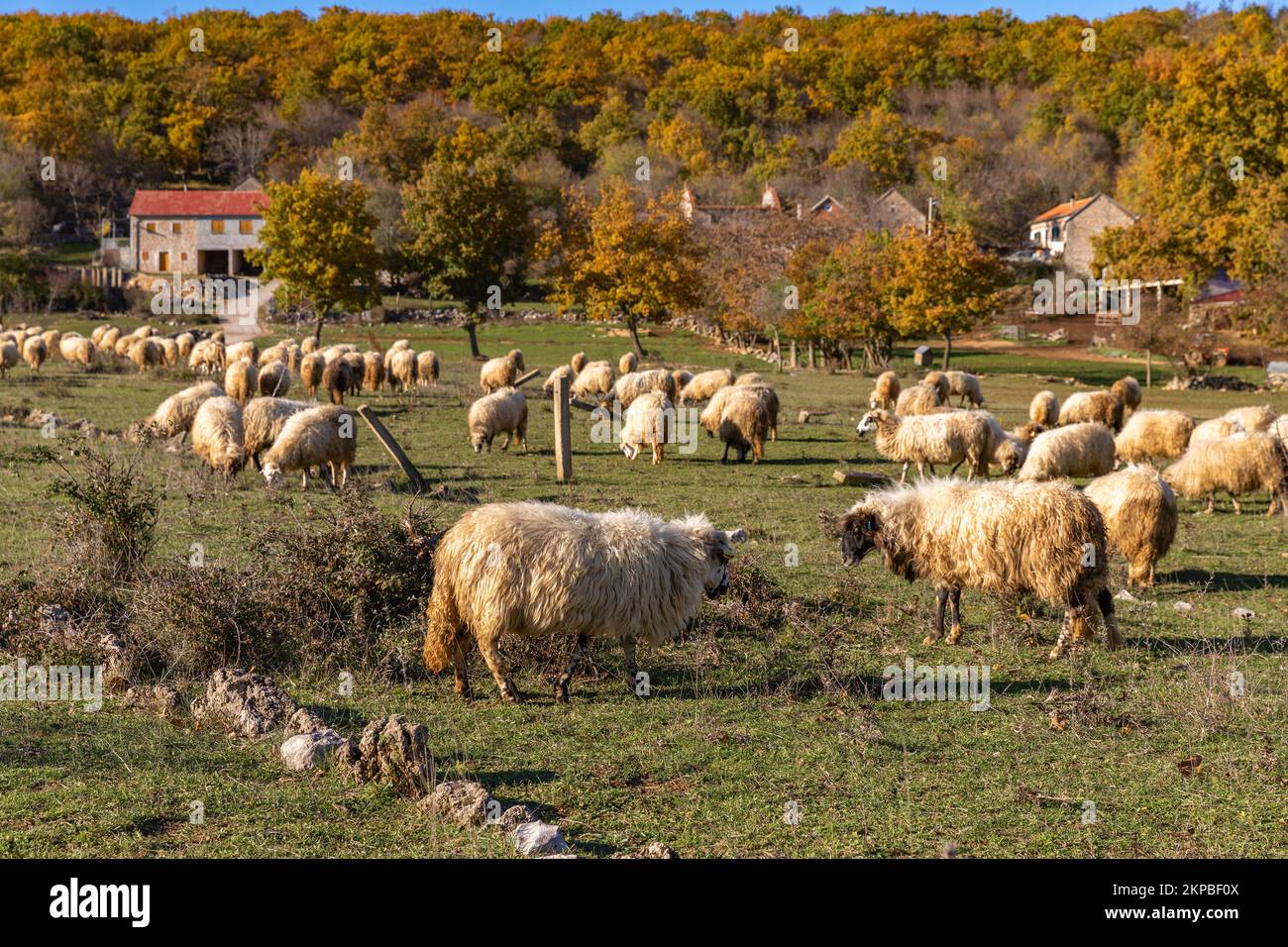 Sheep graze in the pasture. Sheep nibbling grass.Flock of sheep on the field in the farm. Croatian farm. Stock Photo