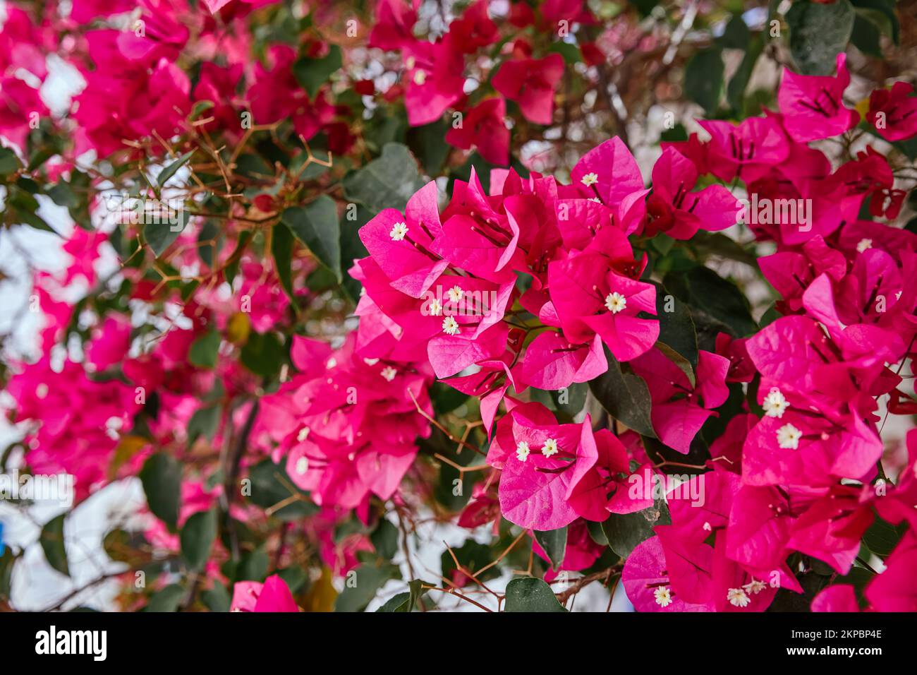 Set of flowers 'Santa Rita', pink. Bougainvillea buttiana Stock Photo