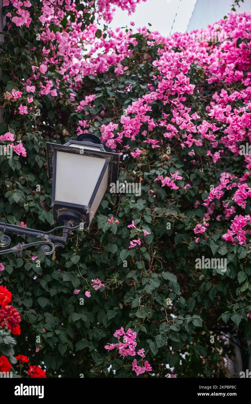 Lantern among a group of flowers 'Santa Rita', pink. Bougainvillea buttiana Stock Photo