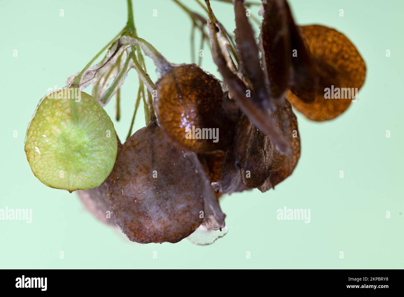 Autumn seeds of Hop tree with ice on it. Stock Photo