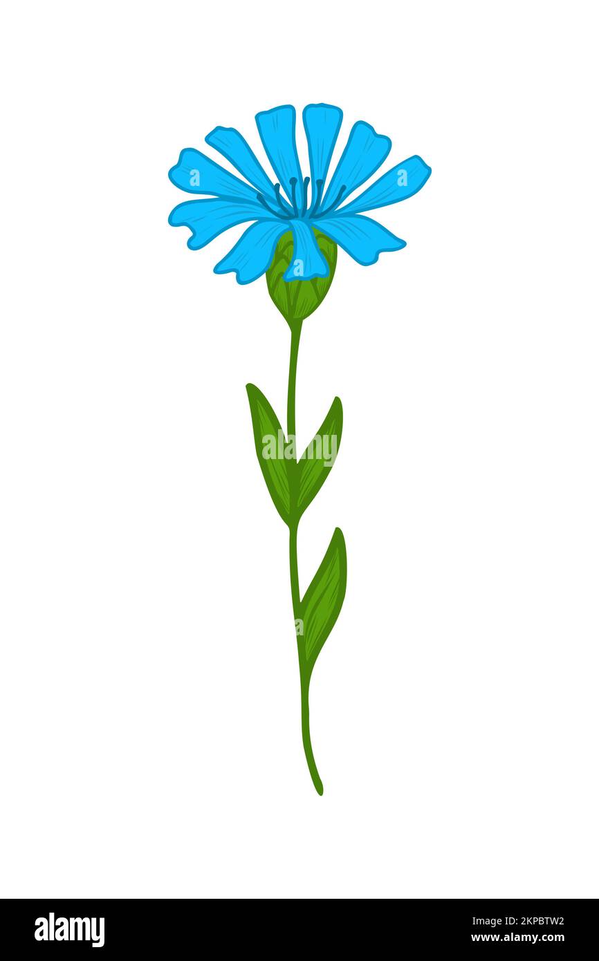 Blue cornflower, doodle vector illustration. Twig of wild cornflower. Clipart. Flowers are drawn by hand. Design for postcards, compositions and stick Stock Vector