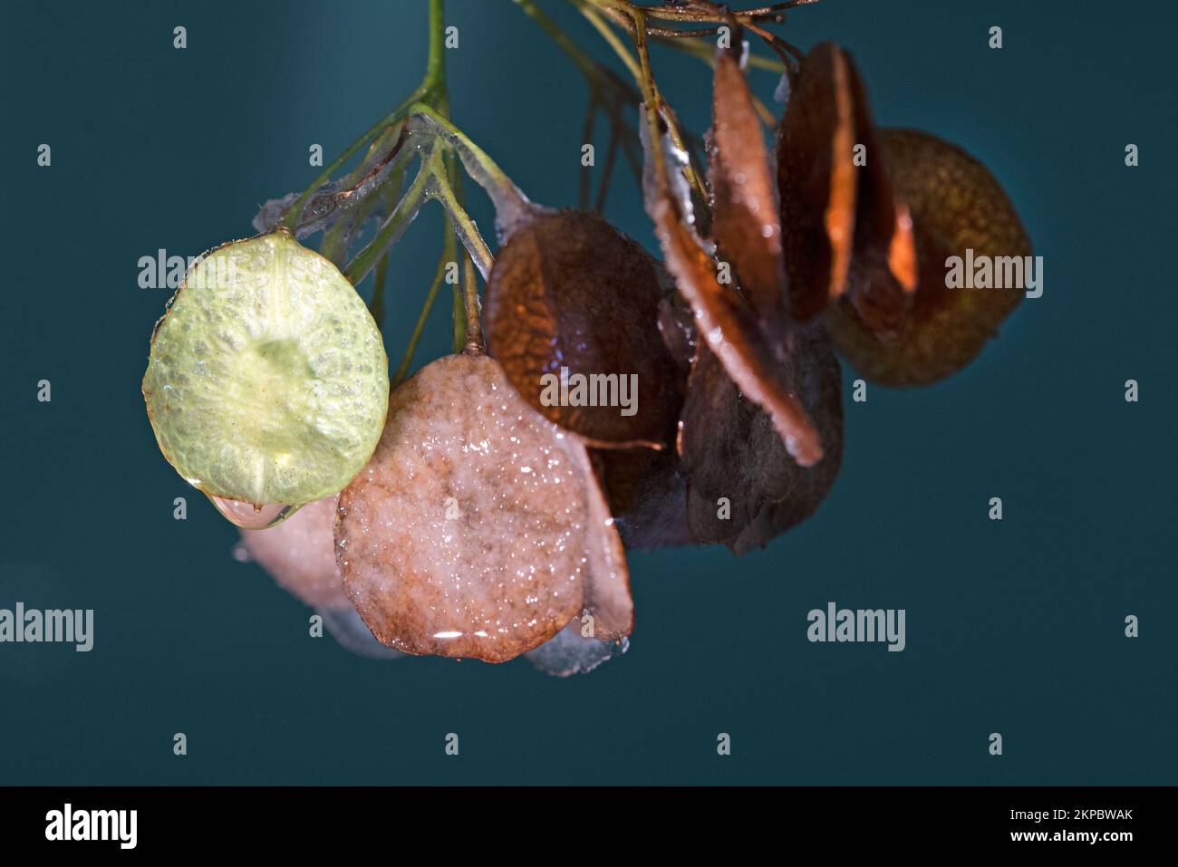 Autumn seeds of Hop tree with ice on it. Stock Photo