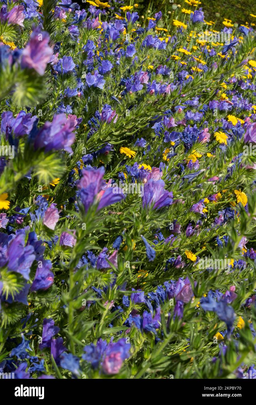 Close up of blue echium and yellow corn marigolds flowers in a mixed wildflower wildflowers meadow garden border in summer England UK Britain Stock Photo