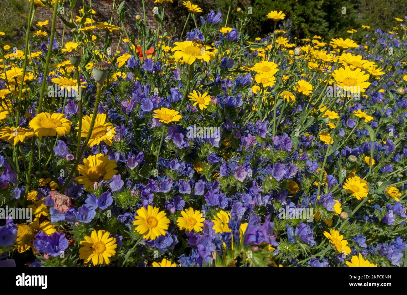 Close up of yellow corn marigolds and blue echium flowers flower growing in a wildflower meadow garden border in summer England UK GB Great Britain Stock Photo