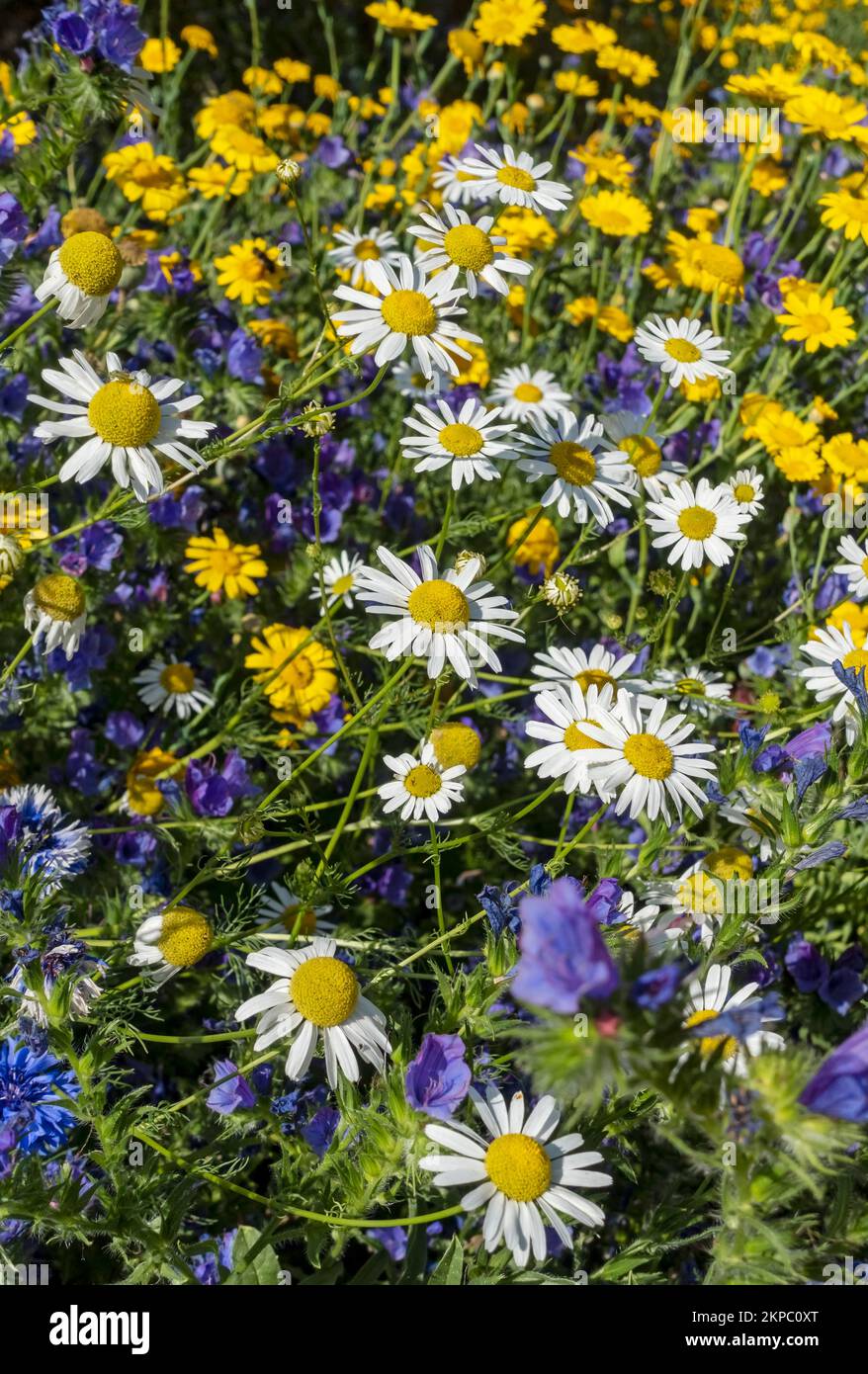 Close up of yellow corn marigolds white daisies daisy and blue echium flowers growing in a wildflower meadow garden border in summer England UK GB Stock Photo