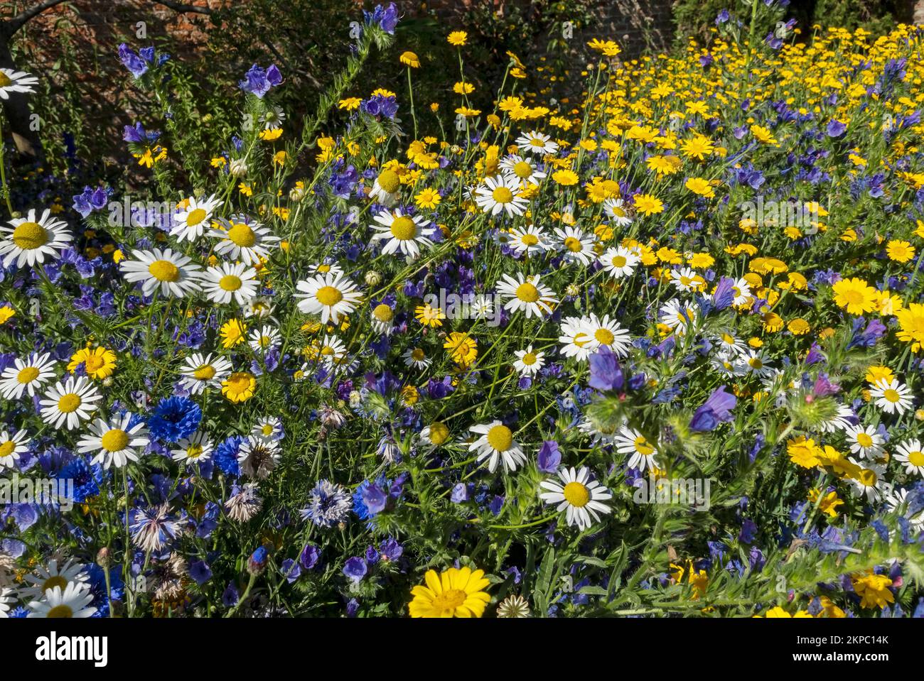 Yellow corn marigolds white daisies and blue echium flowers growing in a wildflower wildflowers meadow garden border in summer England UK Britain Stock Photo