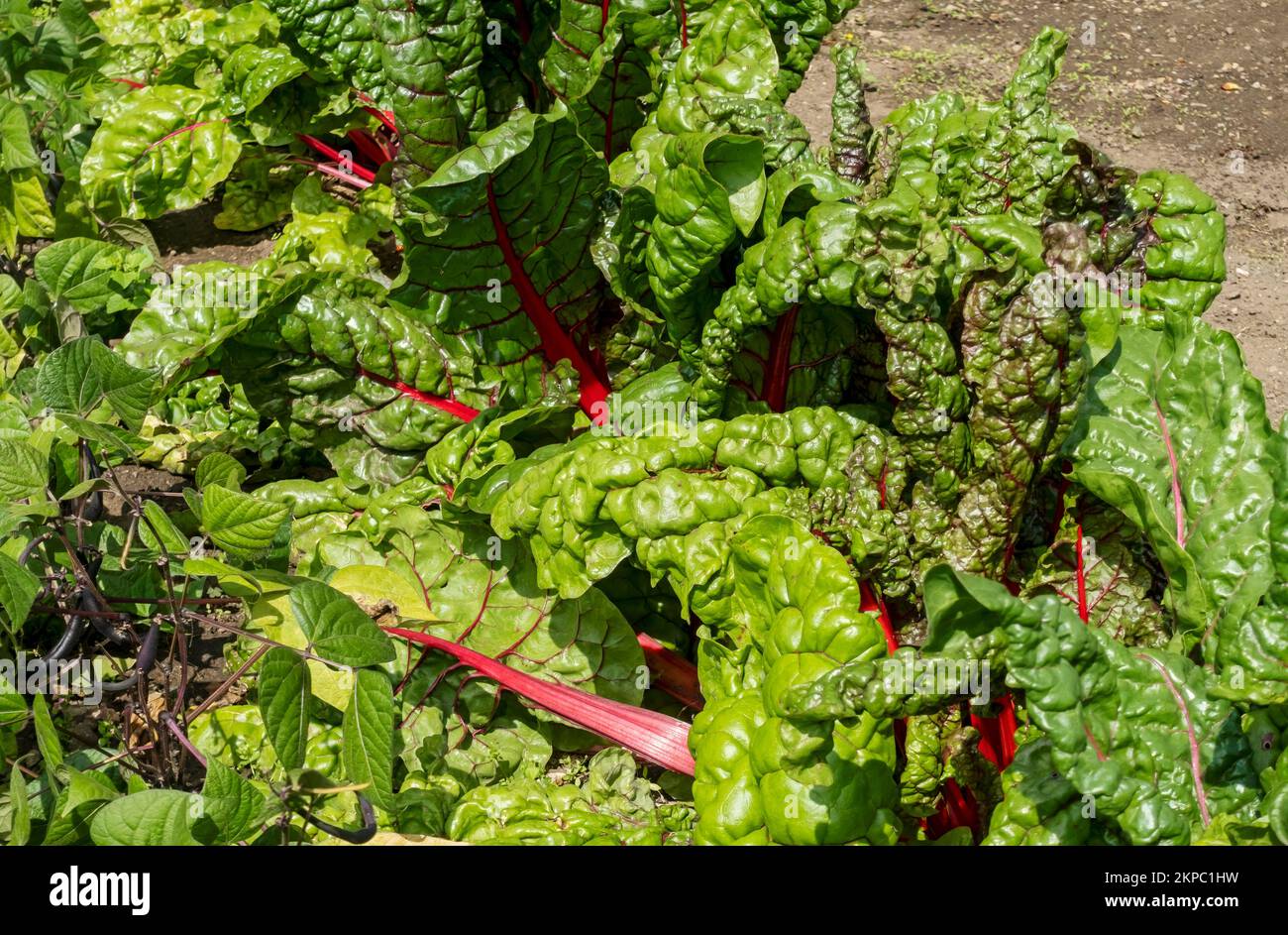 Close up of swiss chard plants plant leafy veg vegetable vegetables growing in the garden in summer England UK United Kingdom GB Great Britain Stock Photo