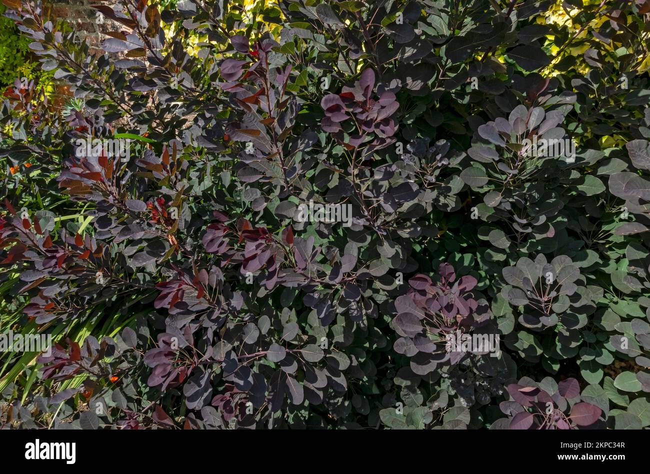 Close up of royal purple smokebush anacardiaceae cotinus coggygria leaves growing in a border in summer England UK United Kingdom GB Great Britain Stock Photo