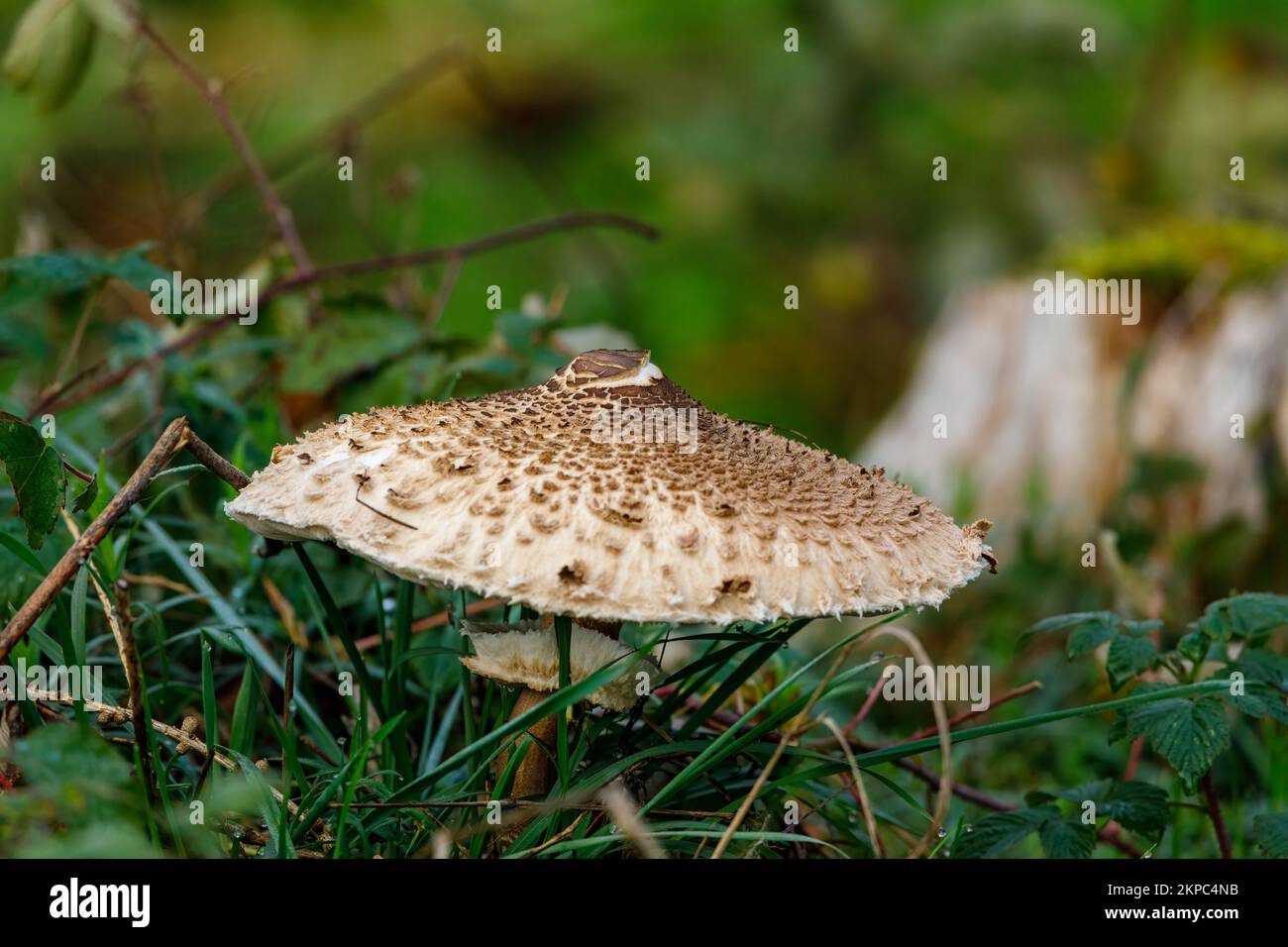 An edible parasol mushroom in the forest Stock Photo