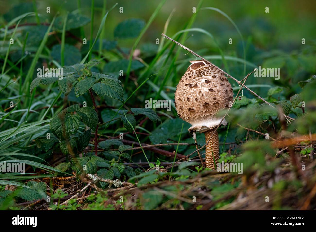An edible parasol mushroom in the forest Stock Photo