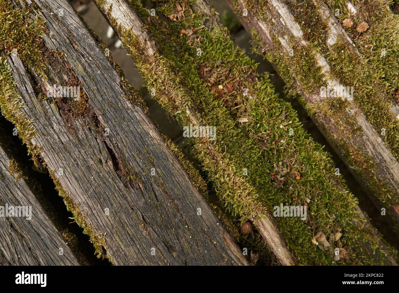 A closeup of a wooden dock covered in moss Stock Photo