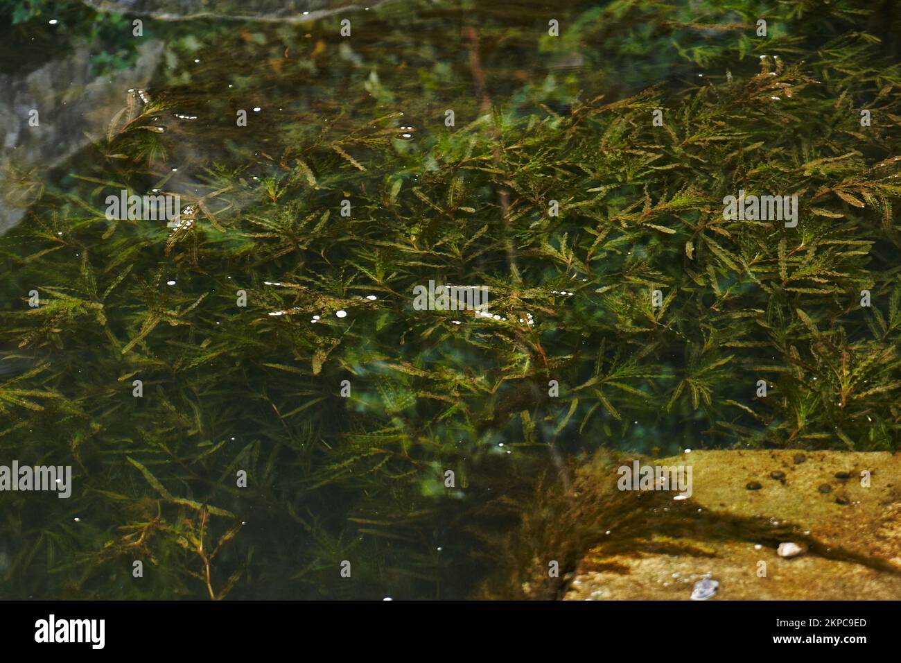 A closeup shot of Potamogeton crispus in the water Stock Photo