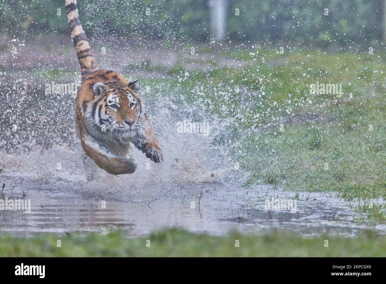 Banham Zoo: Adorable Norfolk tiger cub makes hilarious face while play  fighting with sibling - Norfolk Live