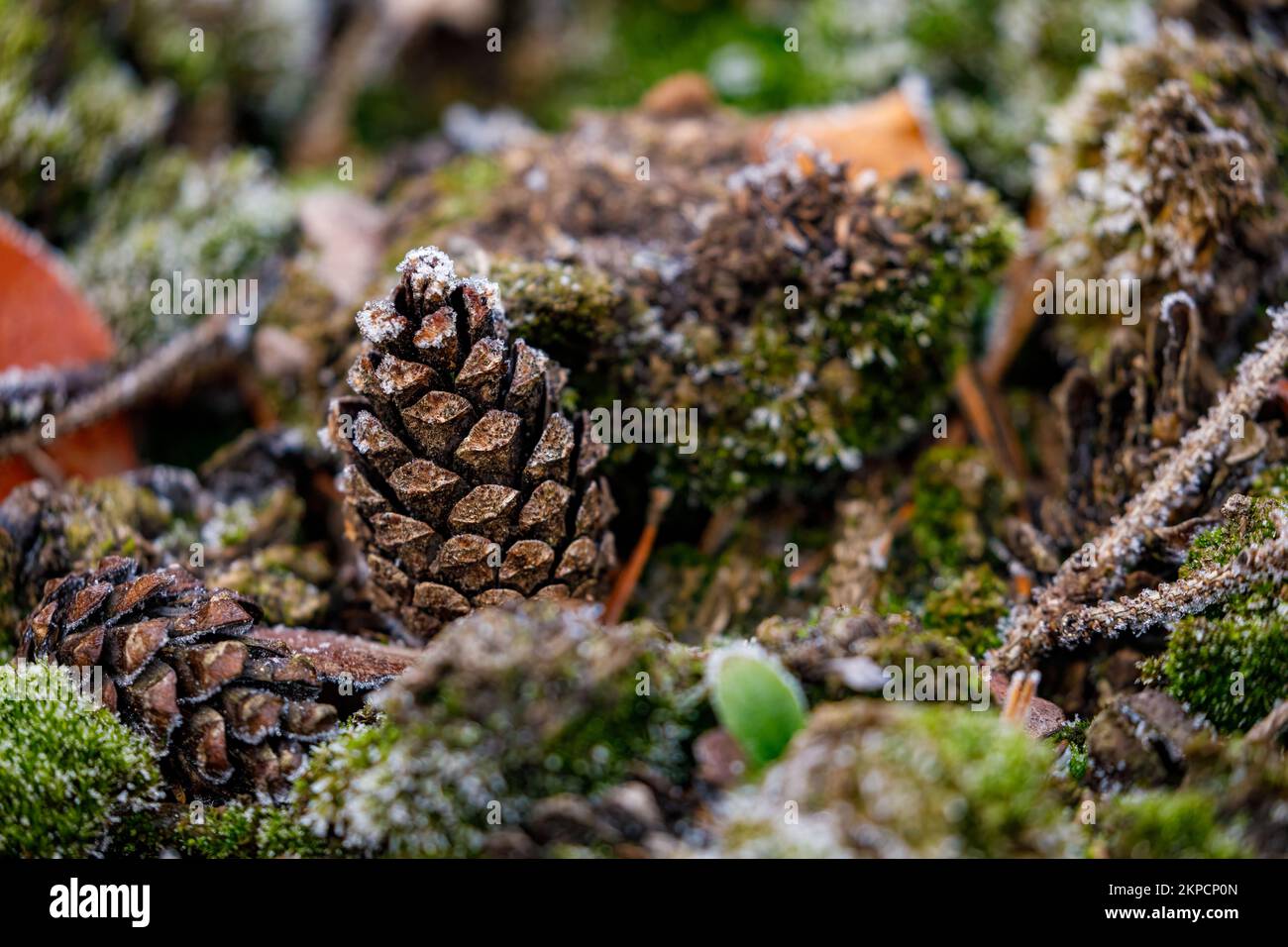 Pine cone forest ground hi-res stock photography and images - Alamy