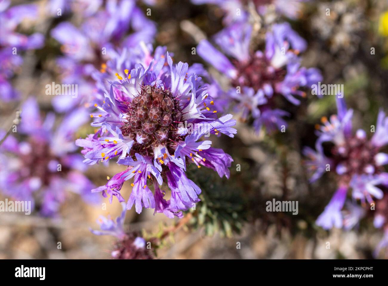 Coris monspeliensis, Montpellier Coris Plant in Flower Stock Photo