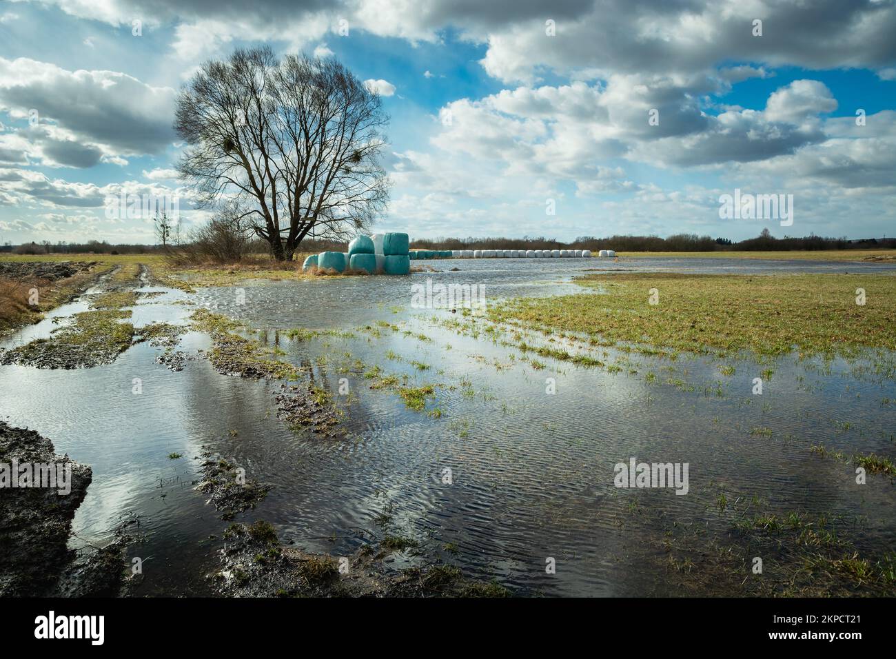 A flooded meadow after melting snow, a large tree and a clear sky, Nowiny, Poland Stock Photo