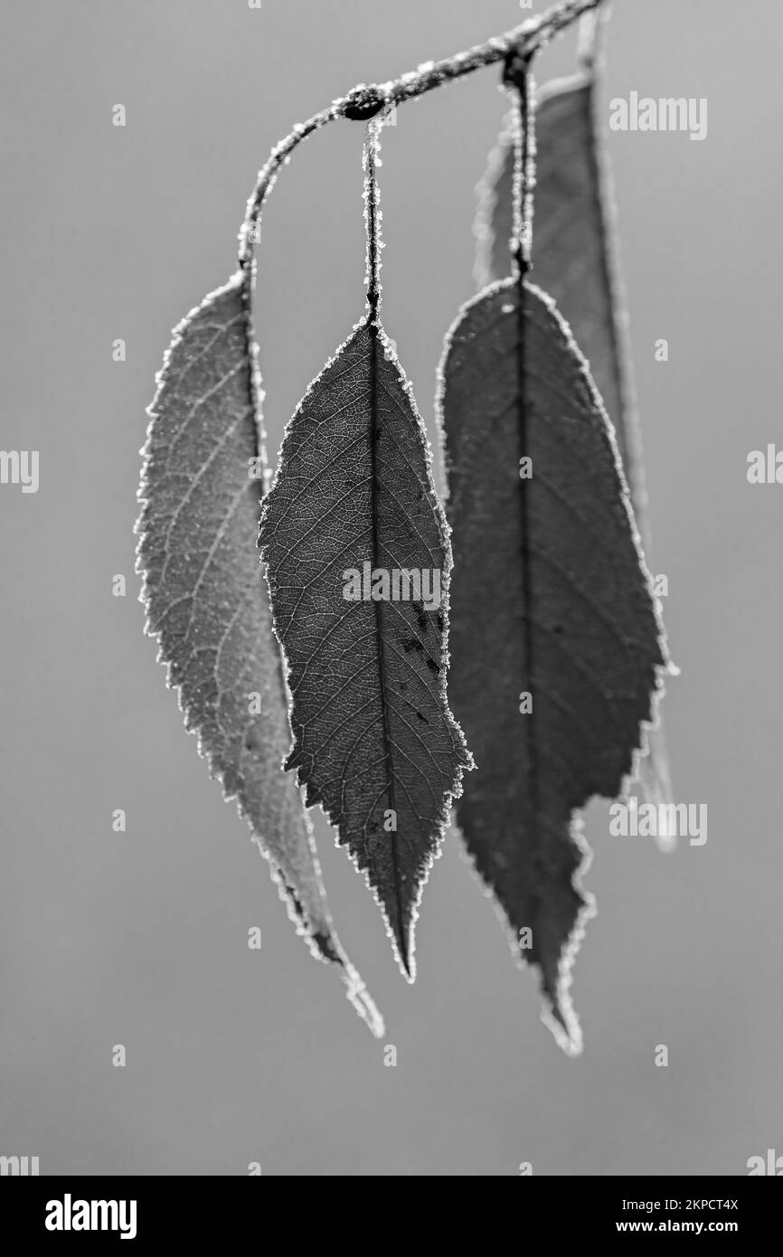 Autumn leaves in black and white Stock Photo - Alamy