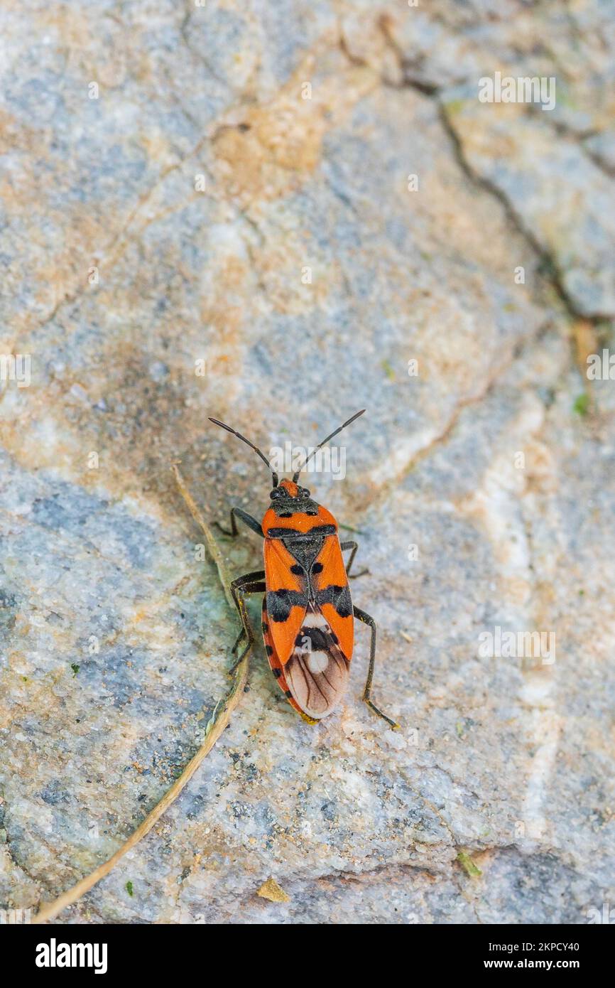 Lygaeus equestris black and red bug stock photo alamy