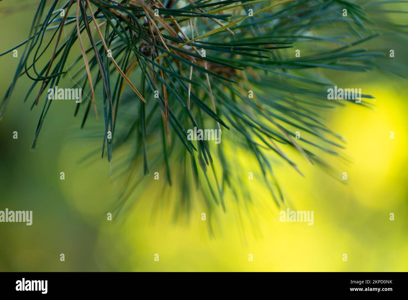 Abstract sprig of green spruce on a sunlit background Stock Photo