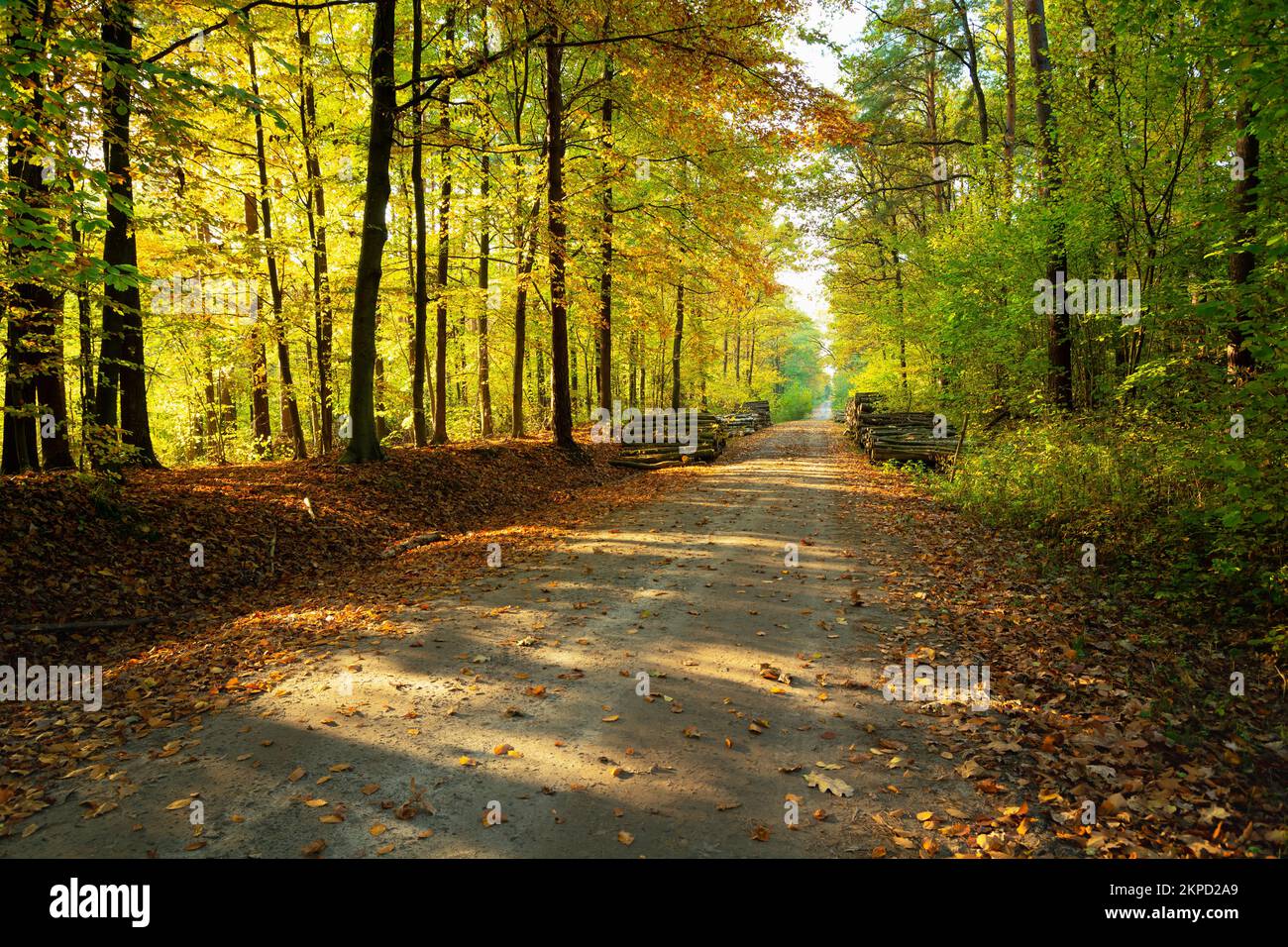 Dirt road through the autumn sunny forest, Zarzecze eastern Poland Stock Photo