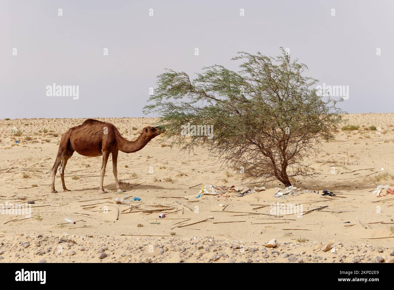 Camel in the desert eating leaves from the tree. Wild animals in their