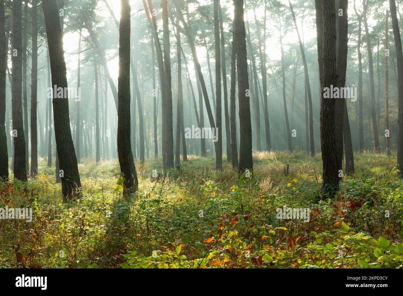 Misty autumn forest illuminated by the sun, Chelm, Poland Stock Photo