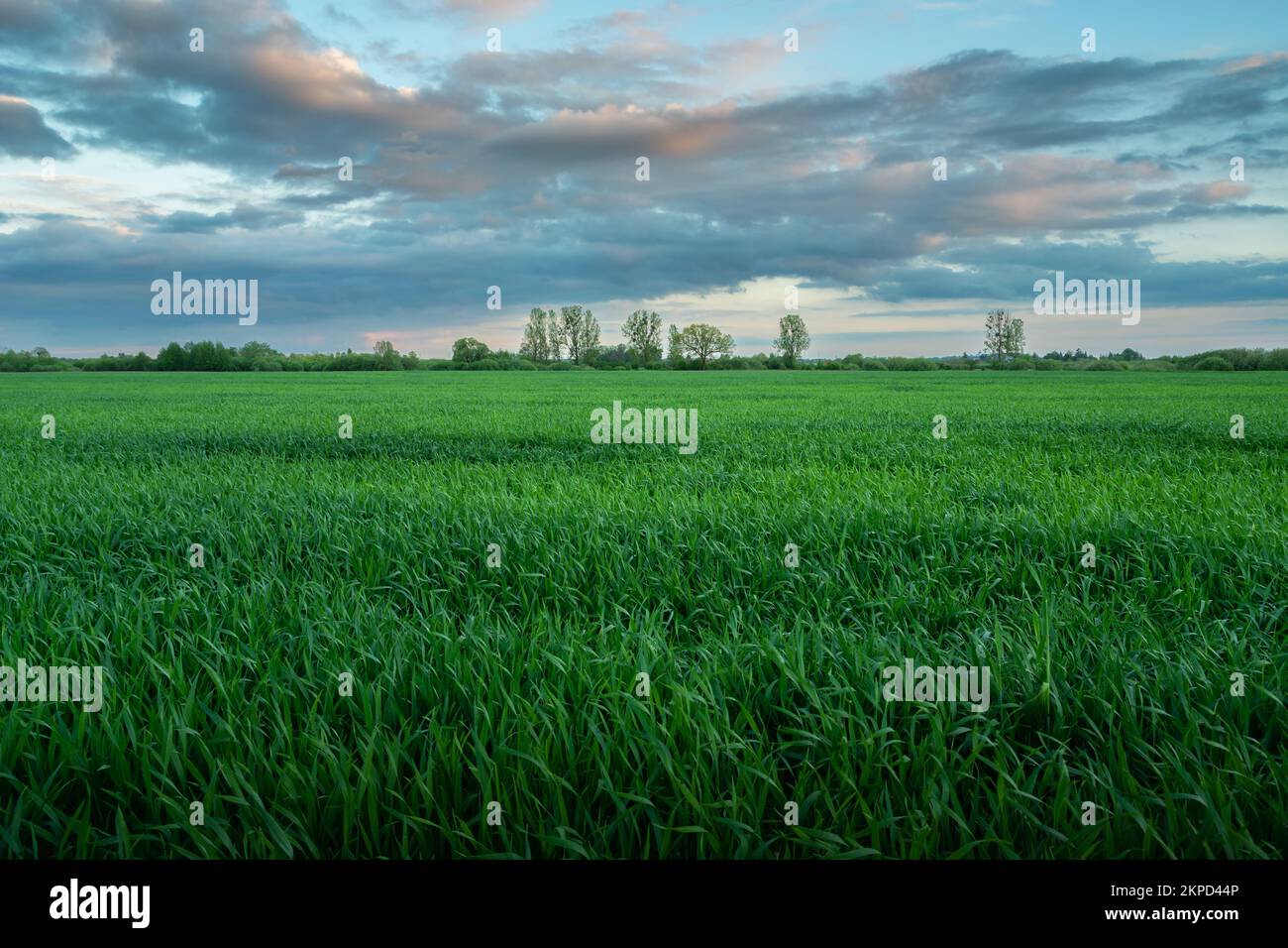 Green field with grain and evening clouds, spring view Stock Photo