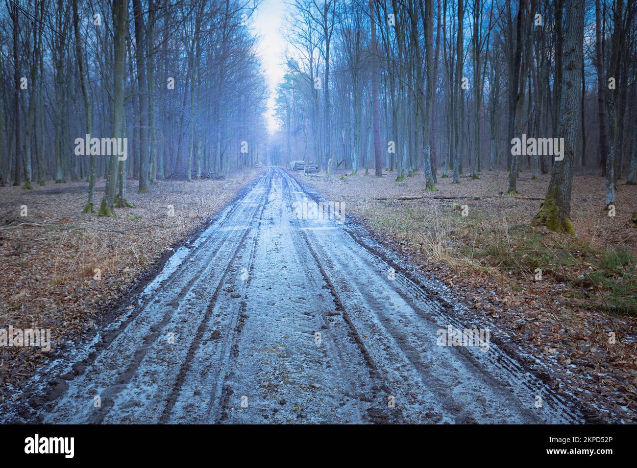 Frozen dirt road through a cold forest, eastern Poland Stock Photo