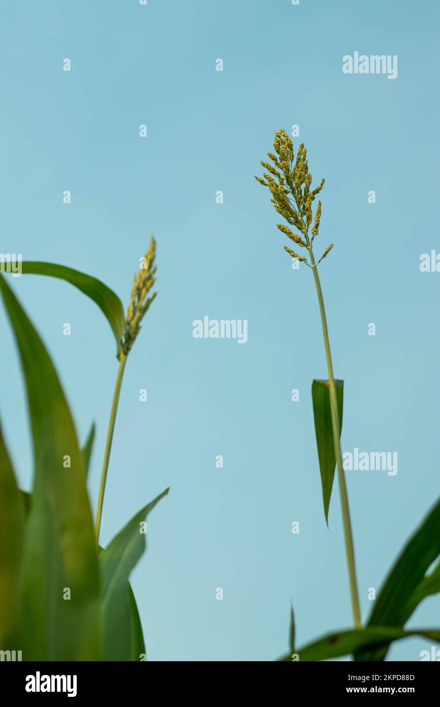 Blue sky white cloud behind Maize plant. A maize plant uses sunlight as an energy source to produce carbohydrates, protein and oil, which are stored a Stock Photo