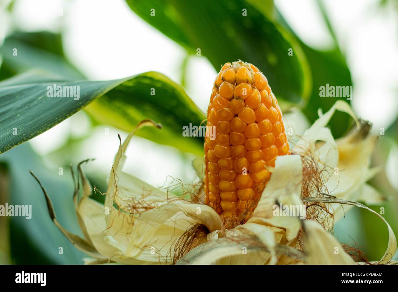 Corn, Zea mays also called Indian corn or maize, cereal plant of the