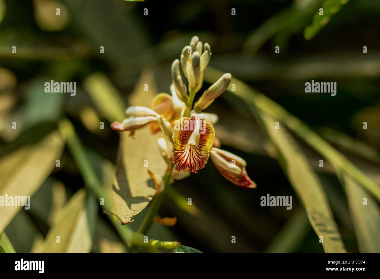 Elaichi, Cardamom, Green cardamom botanically Elettaria card amomum, or elachi flower known as Elettaria cardamom from zinger family Zingiberaceae Stock Photo