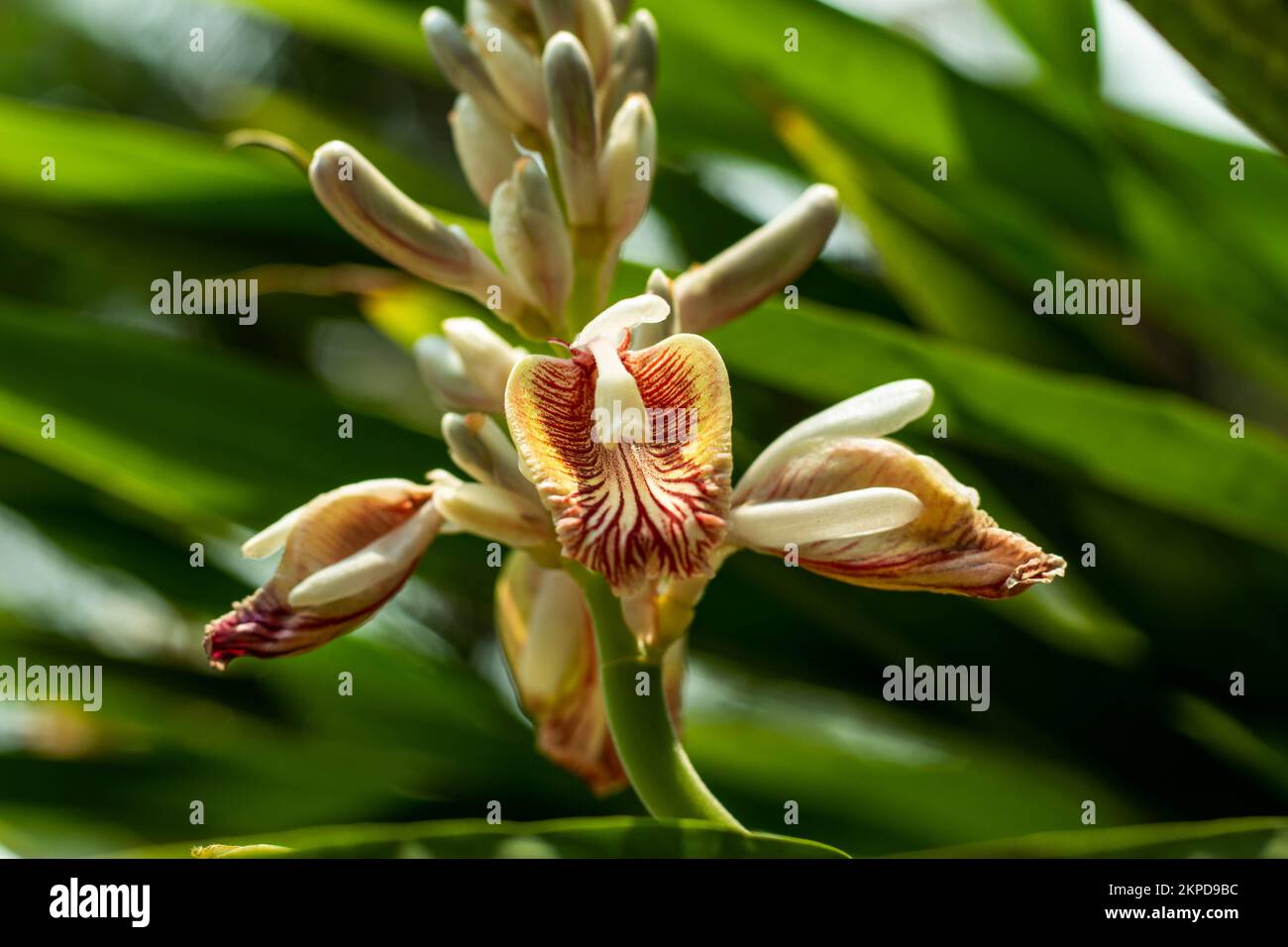 Elettaria cardamomum, or elachi flower commonly known as green or true cardamom, is a herbaceous, perennial plant in the ginger family, native to sout Stock Photo