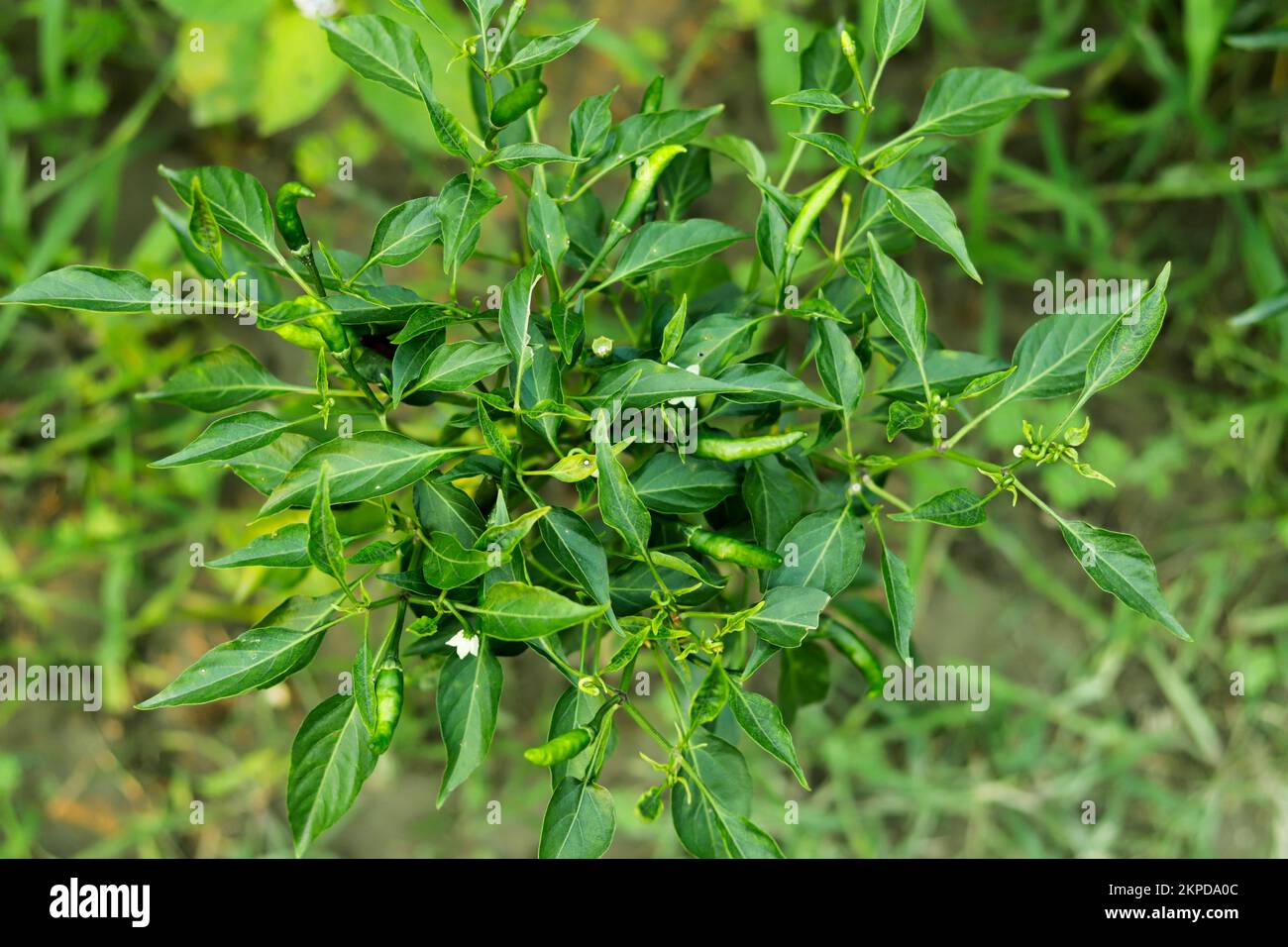 Green chilies are used to add spice to Indian food. They are eaten in