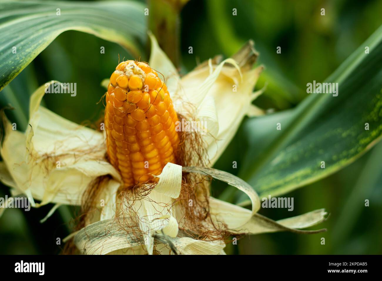 Maize is a heavy feeder of nutrients, hence, it withdraws heavy dose of