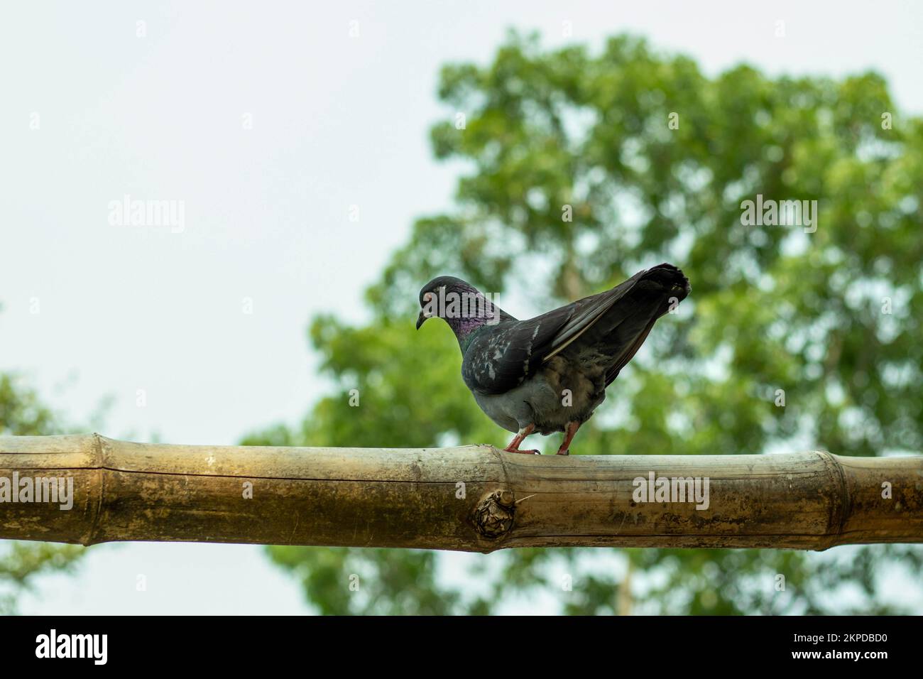 Pigeons are sitting on dry bamboo. Pigeons have round bodies, short necks, and small beaks. These common birds are related to doves. Their feathers ar Stock Photo