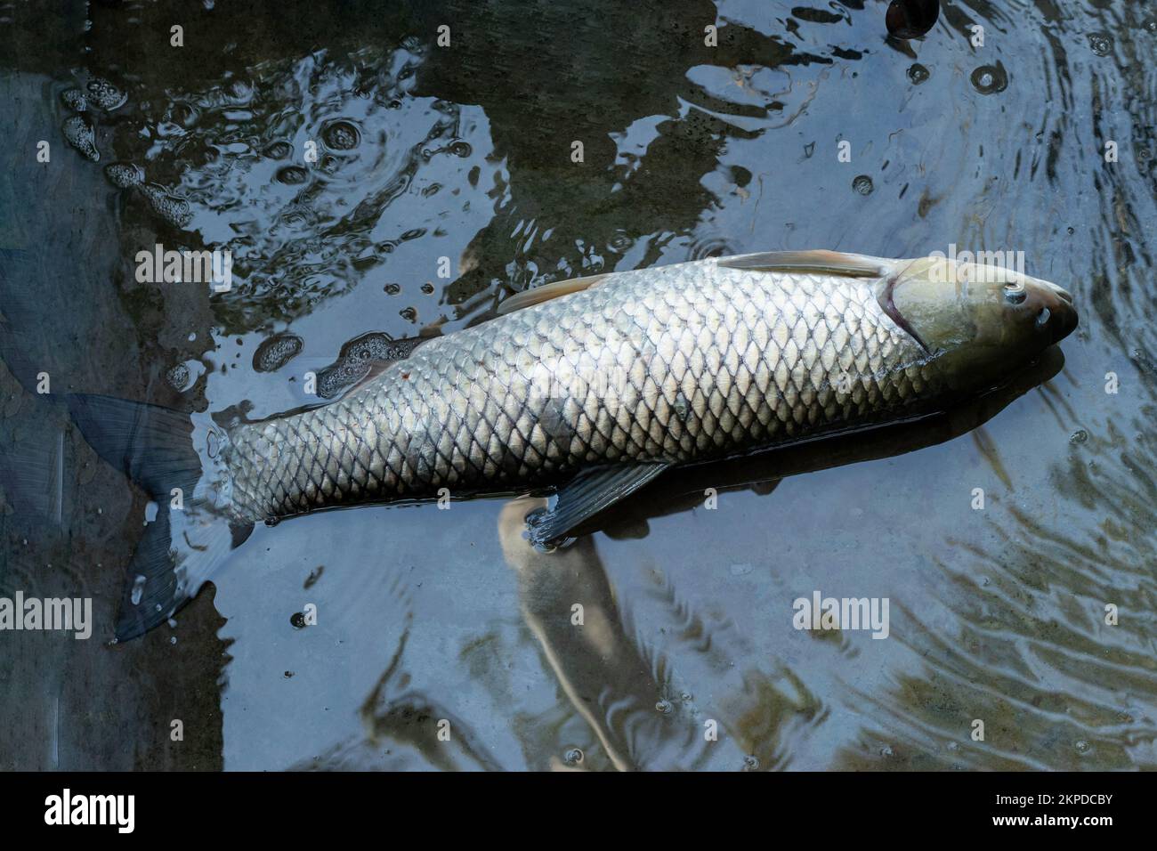 The Big Grass Carp is a herbivorous freshwater fish belonging to the family Cyprinidae and the only species of its biological genus Ctenopharyngodon Stock Photo