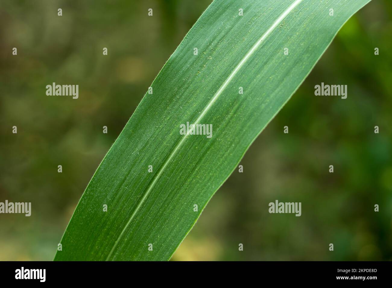 Young corn leaves turn pale yellow or light green. Young corn plant and lush bright green leaves in the home backyard garden. green leaf in close up p Stock Photo