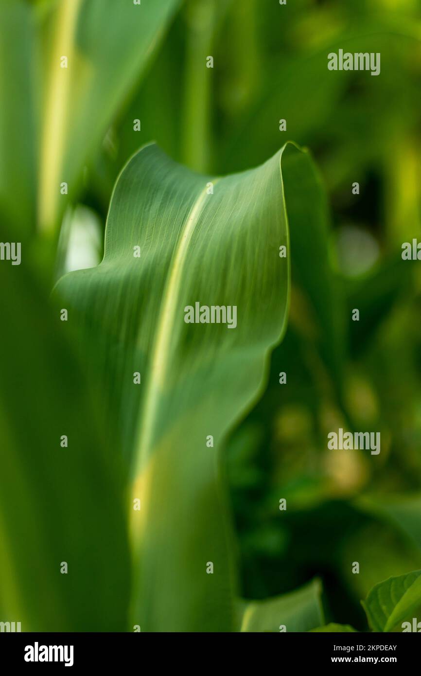 Young corn plant and lush bright green leaves in the home backyard garden. Corn is a tall plant grass that has large ears with many seeds or kernels. Stock Photo