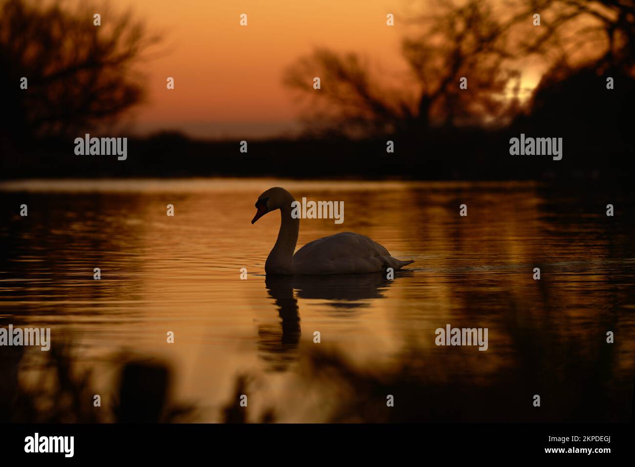 The silhouette of a mute swan floating on the Great River Ouse at Ely, UK on a January sunrise. Stock Photo