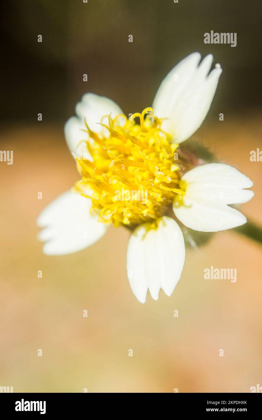 Wildflower macro art on a Coatbutton (Tridax Procumbens) in bright closeness Stock Photo