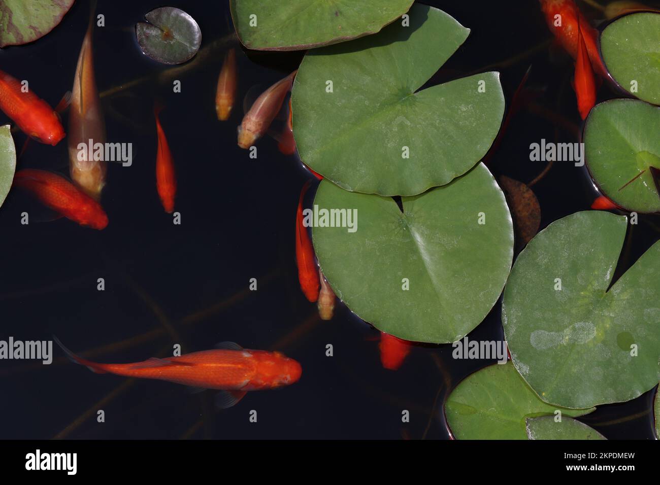 Small pond in park goldfish hi-res stock photography and images - Alamy