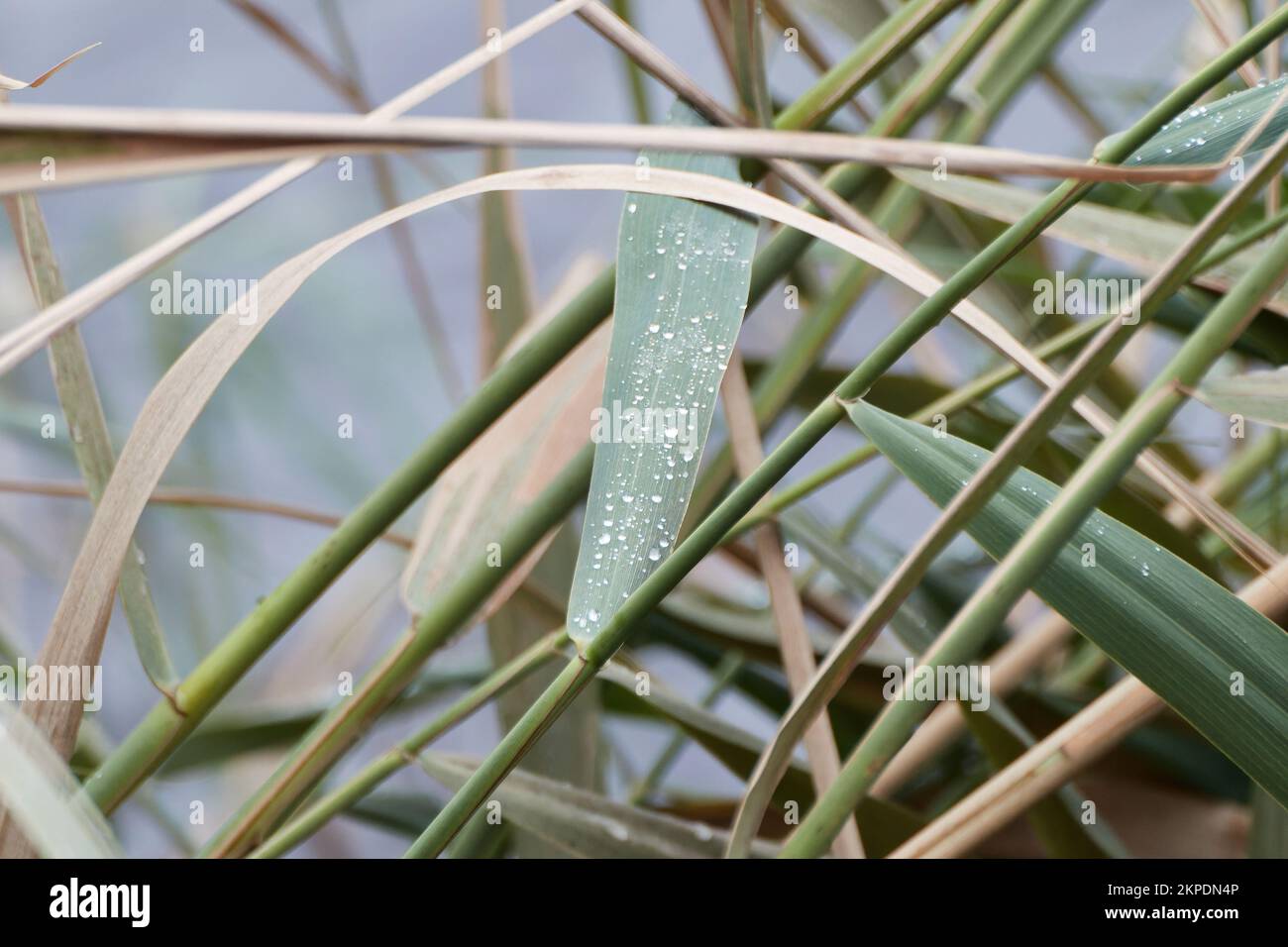 Lattice of riverside reeds with a leaf in the foreground with sparkling water droplets on its beam. Selective focus. Stock Photo